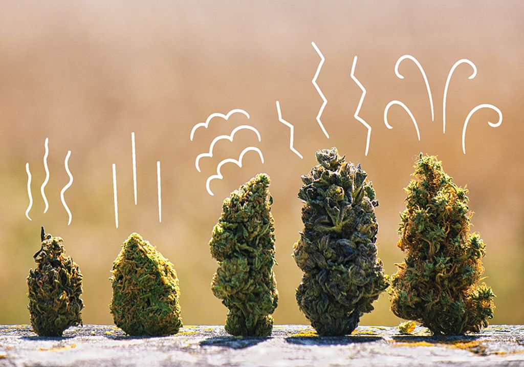 Purple Monkey Balls Or Bubba Kush: How to Choose the Right Marijuana Strain in A Saturated Market