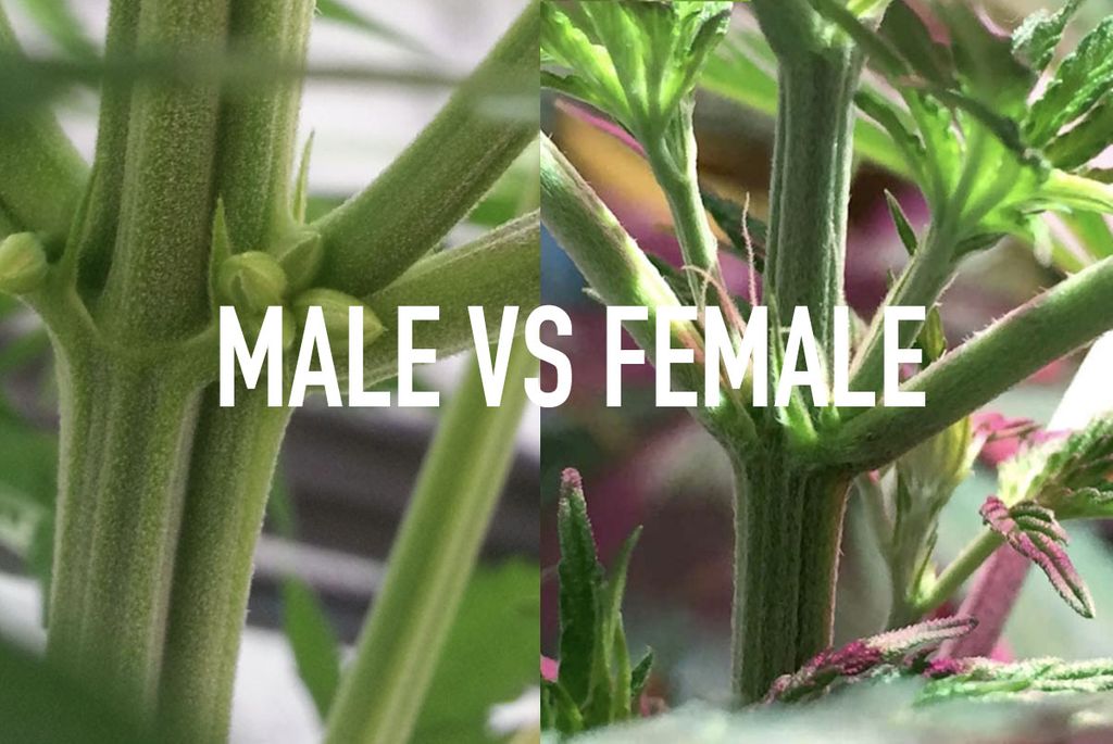 Male Vs Female Cannabis Plant Blogs
