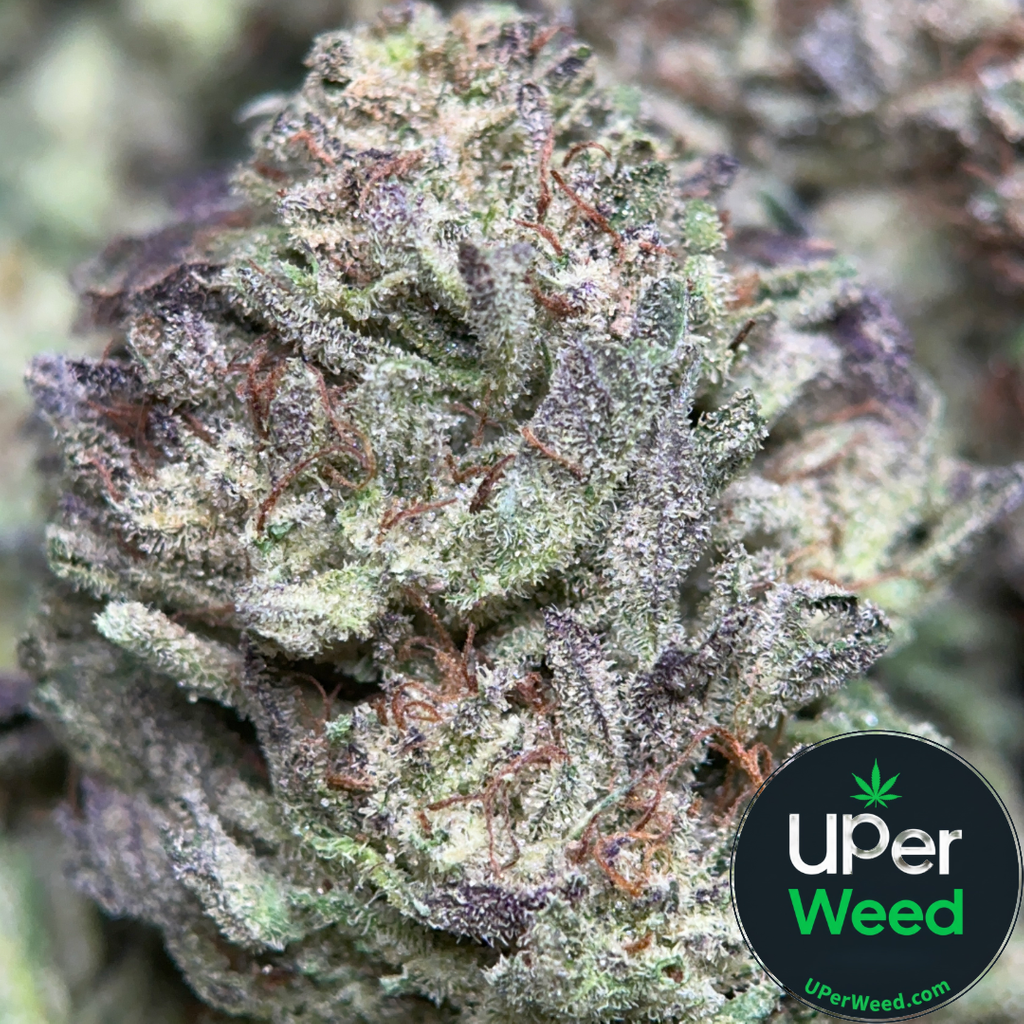 (28G) - Cereal Milk Hybrid🥣 🥛 | 4Oz Bulk Deal for $200