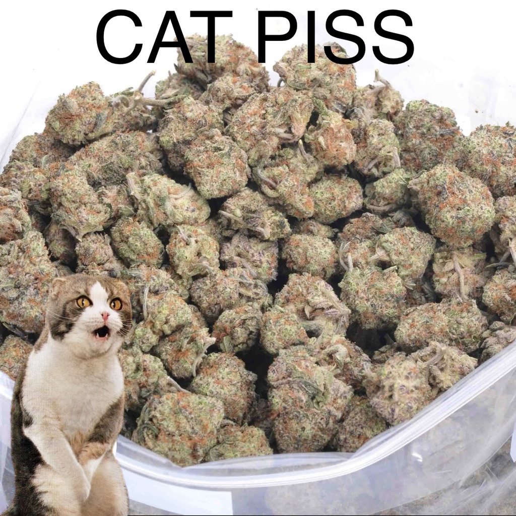 CAT PISS AAA+ - 2 FOR $100 - 4 FOR $150 - 8 FOR $250