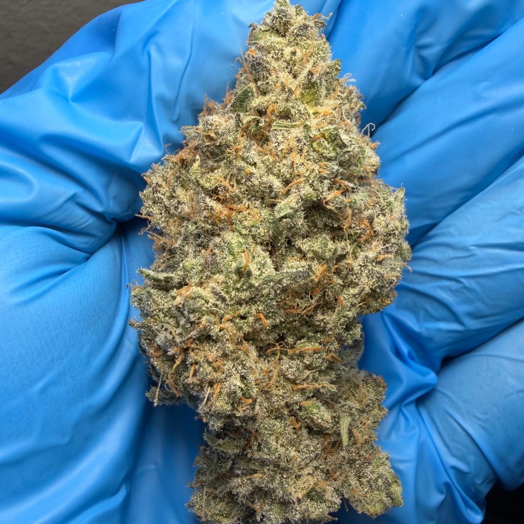GREASE MONKEY (Gorilla glue #4 x Cookies & cream) bred by exoticgenetix