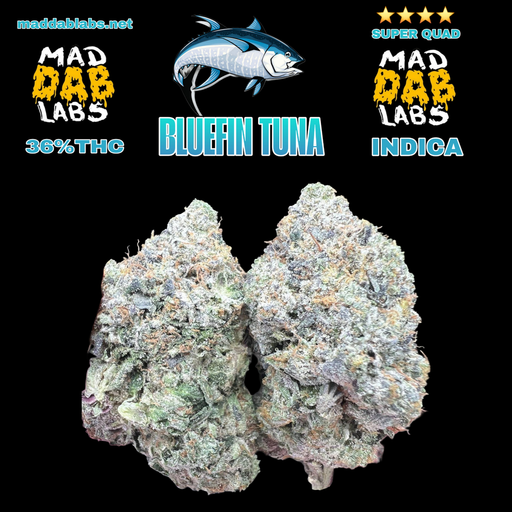 BLUEFIN TUNA- GROWN BY GLACIER MELTS🔥🔥🔥🔥🔥