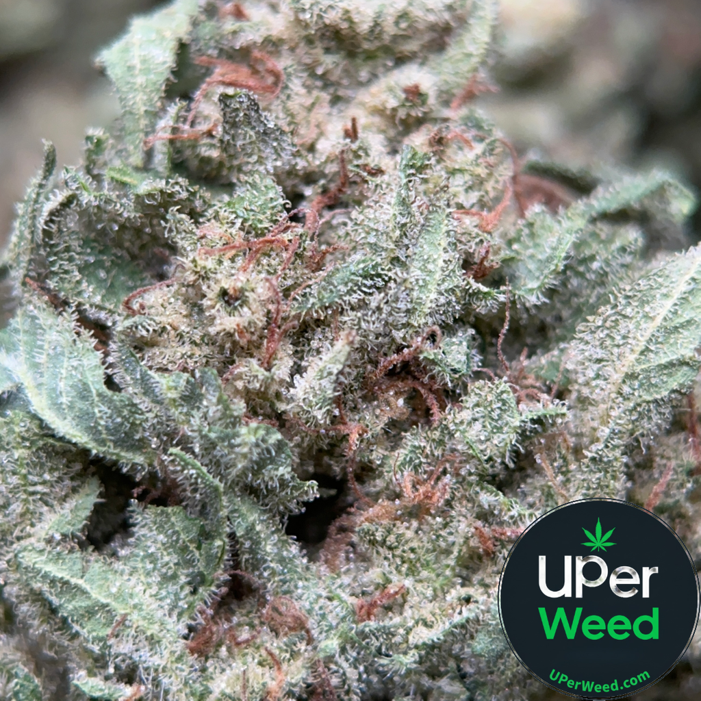 28g Lemon Pepper ёянлёятъ Sativa 4oz Bulk Deal For 200 Uberr Weed Ca