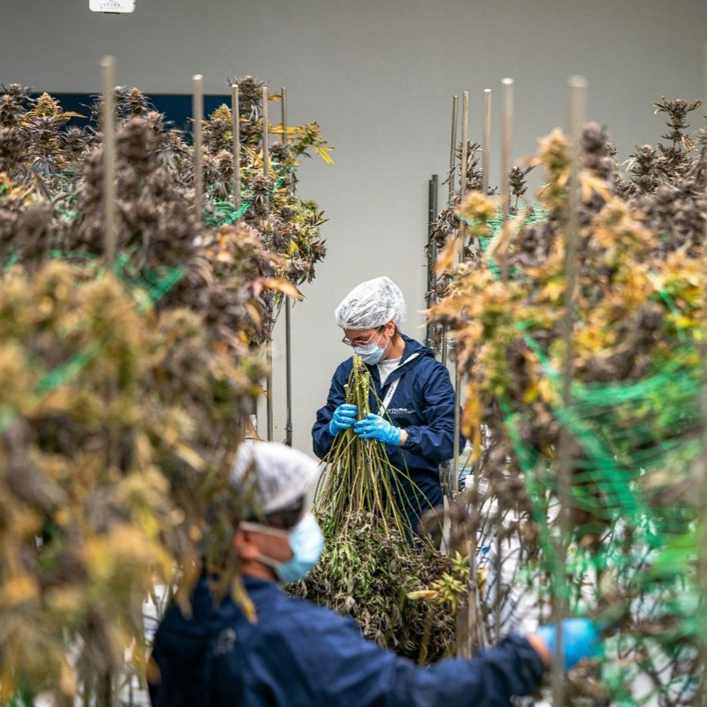 What Should First-Time Cannabis Customers Know About Kitchener Delivery Services?