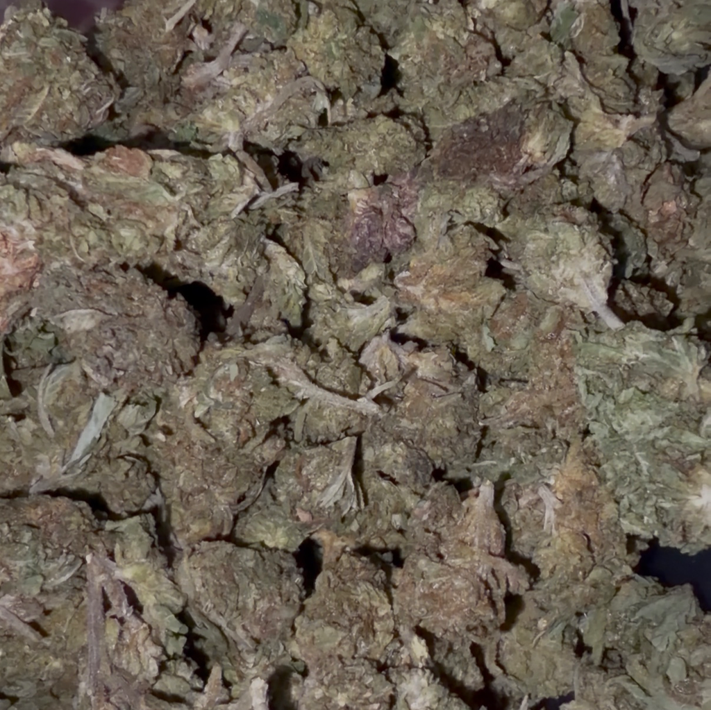 Dynasty OG