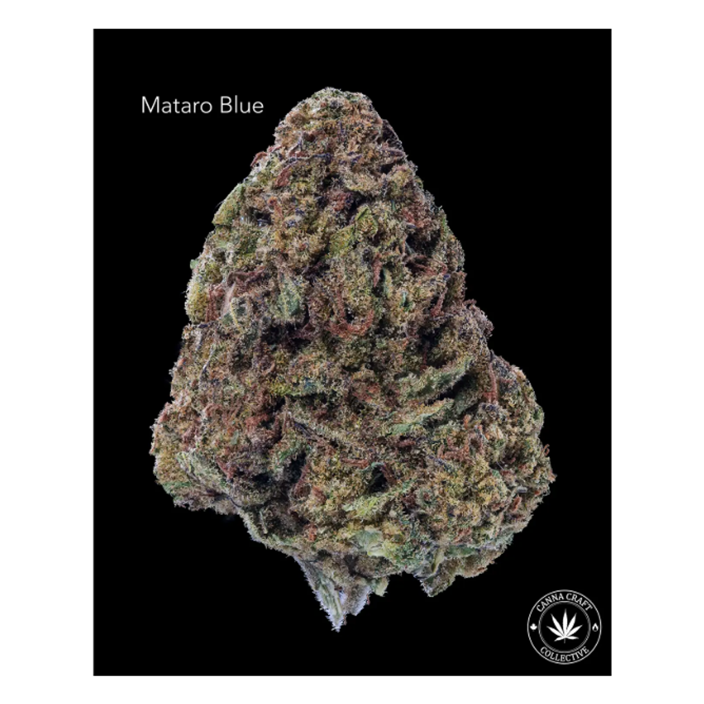AA - MATARO BLUE
