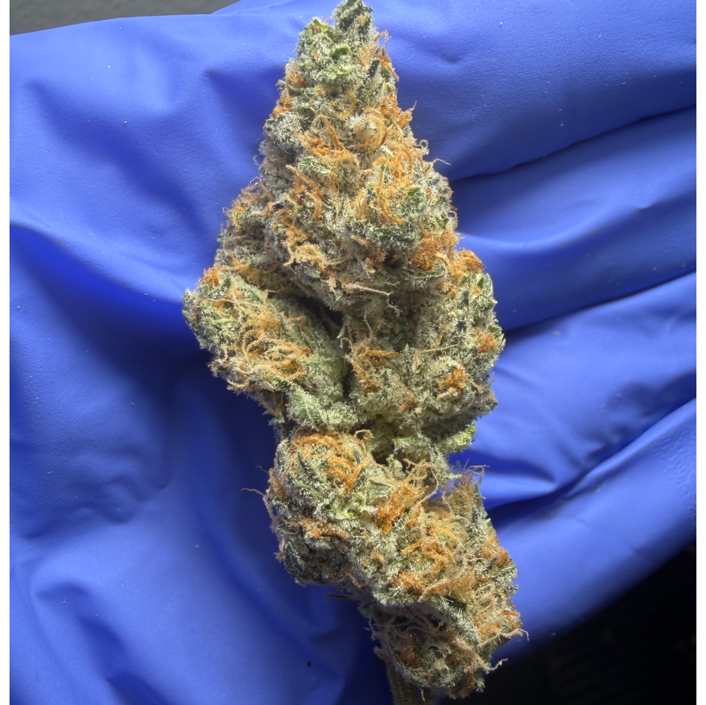 CANDY PEACHES (Gelato 41 bx x Maroccan Peaches) bred by Zecret Flavourz