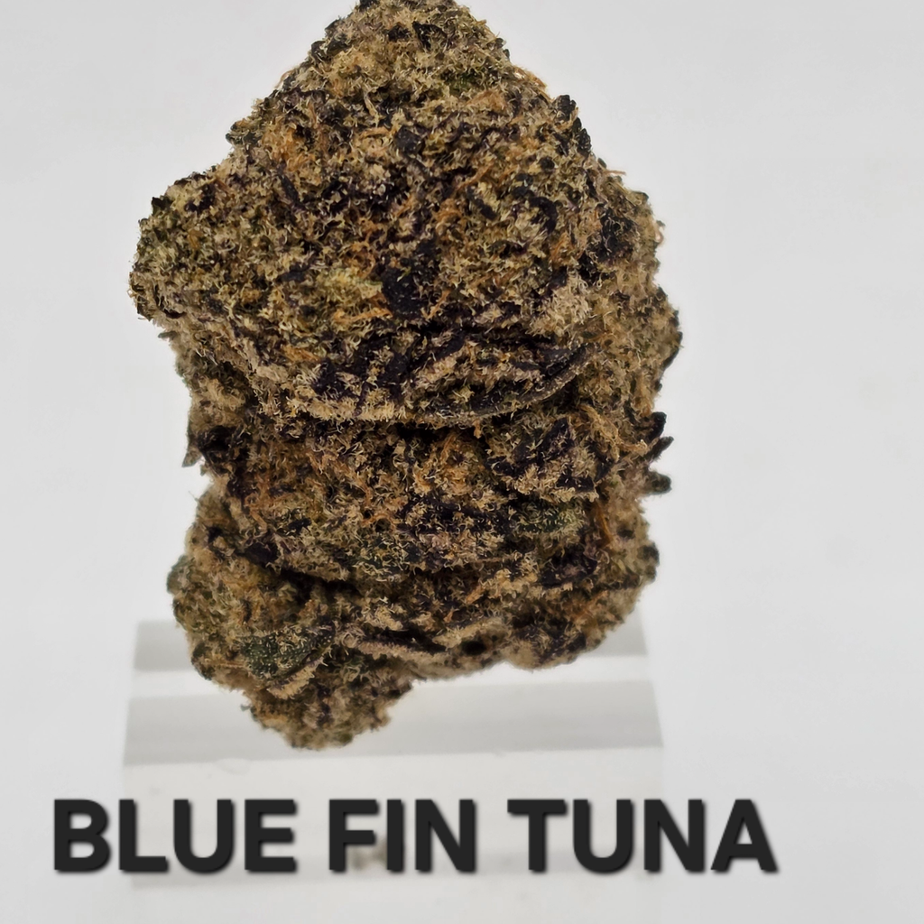 Blue Fin Tuna Indica Dominant 