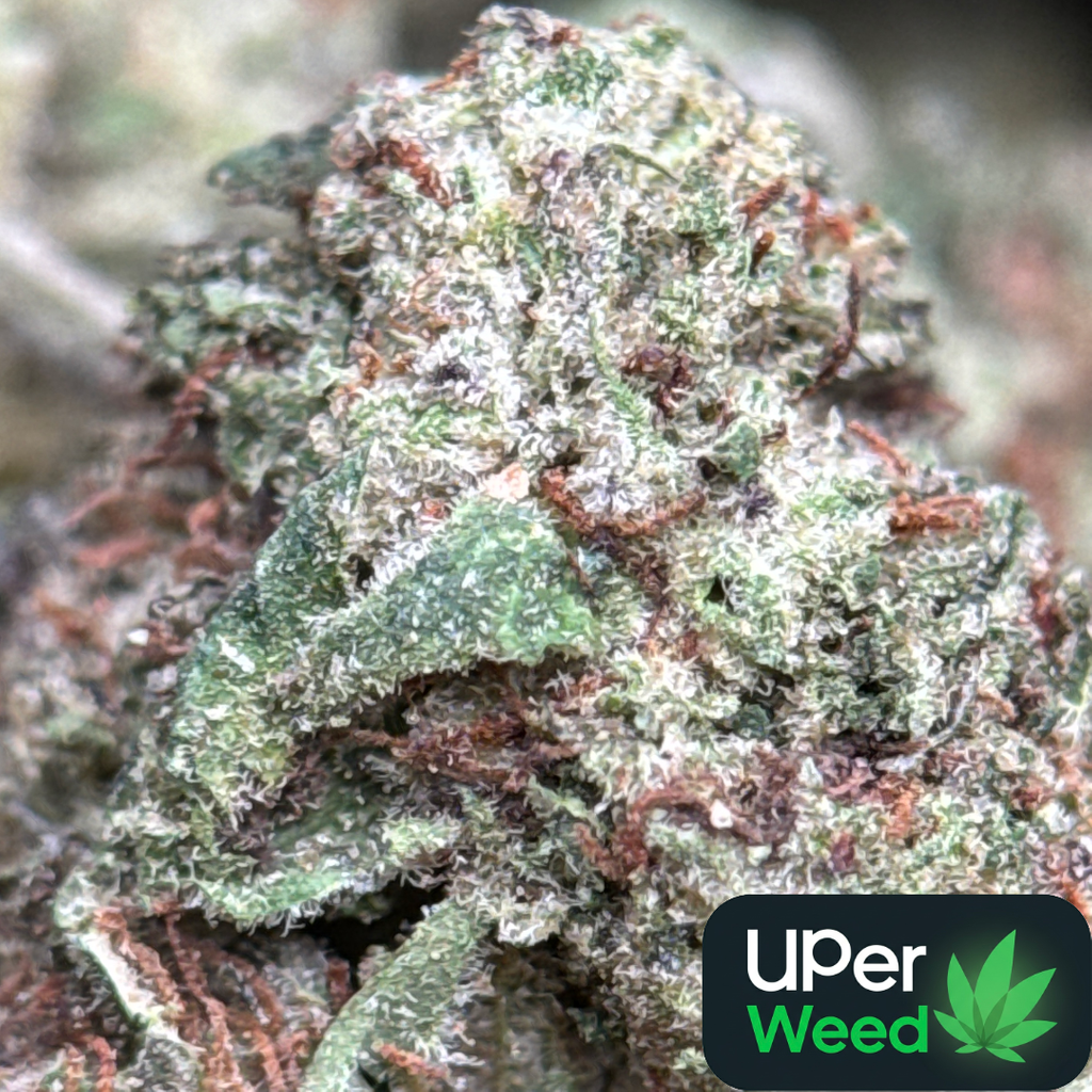 (28G) - First Class Gas🥇⛽Indica | Qp Bulk Deal for $200