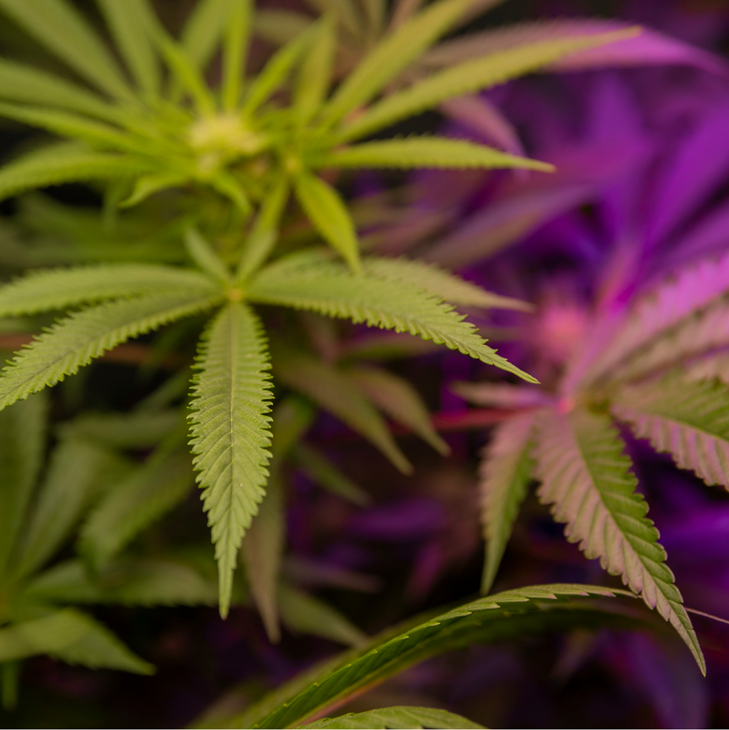3 Oz Weed Deal Vancouver: What We Look at Before Calling a Bulk Offer Good Value