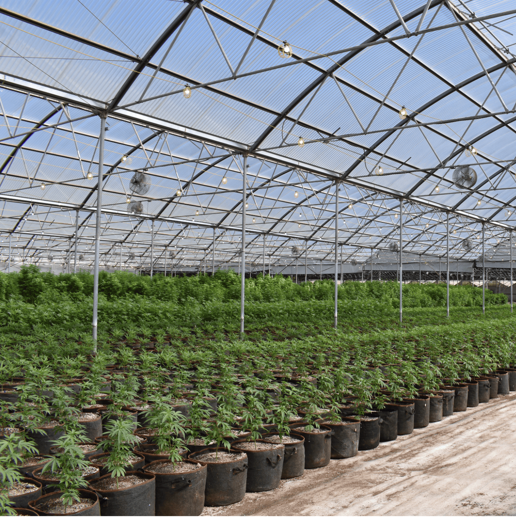 Best Weed Strains for Sleep and Insomnia Available in Brantford