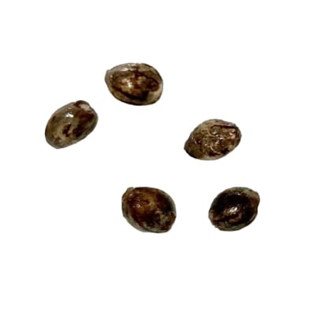 Autoflower Breeder's Club - Ice Cream Cake CBD:THC 1:1 Seeds (Autoflower) 5 Pack Seeds - Ice Cream Cake CBD:THC 1:1 Seeds (Autoflower) 5 Pack Seeds