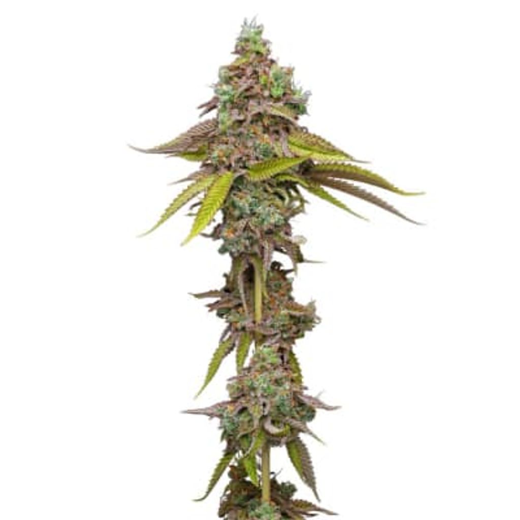 Humboldt Seed Company Magic Melon Seeds (Autoflower) 5 Pack Hybrid