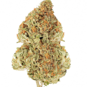 $55 OZ   -  PAYTON