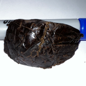 Afghani Hash thumbnail 3