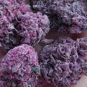 Purple Watermelon King 🍉 100$oz 2For180$ 