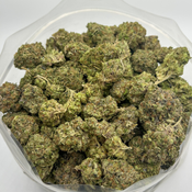Black Tuna (AAA+)