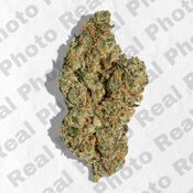 GMO S1 - NEW DROP - PREMIUM FLOWER - Hybrid