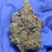 CANAL ST RUNTZ  (Pre-64 Runtz x Thc Bomb) bred by Purple City Genetics