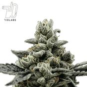 Randy Watzon #13 - Flower