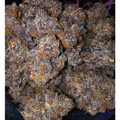 New GAS Donny Burger X Pink 75$OZ 