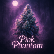 Pink Phantom - (BC ELITE) - AAAA+