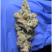 ARTIFICIAL RED (Gmo x Red Pop) bred by Exotic Genetix