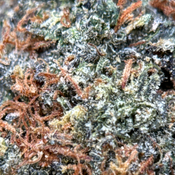  Astro Kush👽😮‍💨Indica thumbnail 4