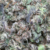 (28G) - Big Baby Bud ⛽🪽 Indica | 4Oz Bulk Deal for $260 thumbnail 4