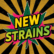 NEW STRAINS! - PRICES REDUCED ON OLD STOCK