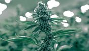 Eighth Cannabis