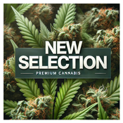 Canna-corp-canada.com