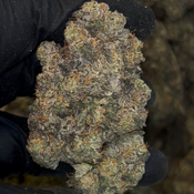 Blueberry Bang Bang ‼️32-38% THC INDICA | $150 an oz | $225 for 2 ozs | thumbnail 2