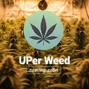 (28G) - Astro Mints 👩‍🚀 Indica - 4Oz Bulk Deal for $250