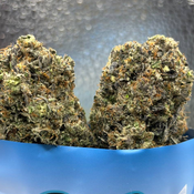  ⛽ AAAA+ | PINK WINTER BY GAS GARDENS 14G