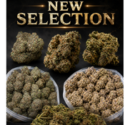 Canna-Corp-Canada.com