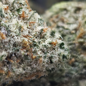 (NEW) Moby Dick 🐳  LIMITED STOCK thumbnail 3