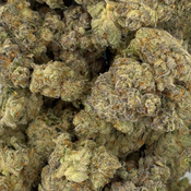 Banana Cream (Premium AAAA Exotic) - 2oz @ $220, 4oz @ $400