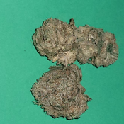 Critical Kush AAAA