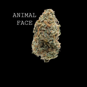 ANIMAL FACE
