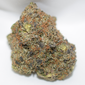 Bluefin Tuna Indica Dominant Hybrid AAAA+