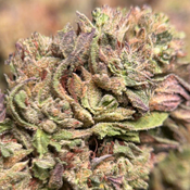 (28G) - BLACK TUNA🖤⛽Indica | 4Oz Bulk Deal for $200 thumbnail 4