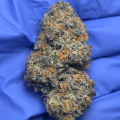 GMOZ (GMO x OZ Kush) bred by Full Moon Genetics