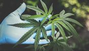 Satica Cannabis Collingwood