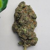 Pink Gelato 🍦 - (BC Exotic) - AAAA+