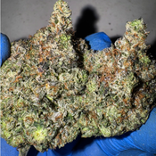 Greasy Pink AAAA  *OZ 160 2OZ 290*