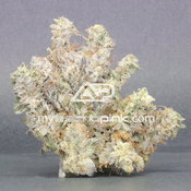 Lot #6418 Super Pink