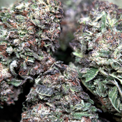(28G) - Death Star ☠️⭐⛽ Indica | 4Oz Bulk Deal for $200 thumbnail 3
