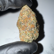 Animal Tsunami | 25-29% THC | SATIVA | $95 OZ | $160 / 2 OZ thumbnail 2