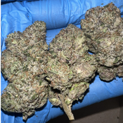 (NEW) Pink Bubba AAAA+